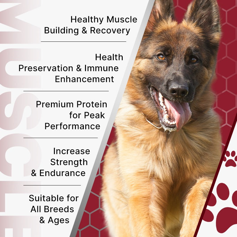 NBK Muscle Gain Chew High Protein